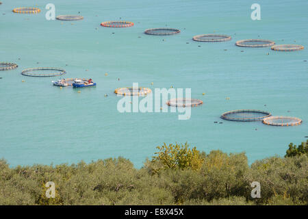 Fischzucht in der Adria, der Gargano Vorgebirges, Apulien, Italien Stockfoto