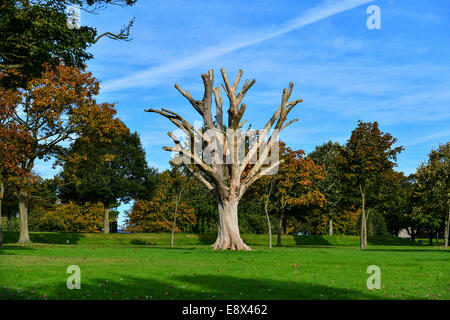 Stock Foto - toter Baum im Herbst, Brooke Park, Derry, Londonderry, Nordirland. © George Sweeney /Alamy Stockfoto