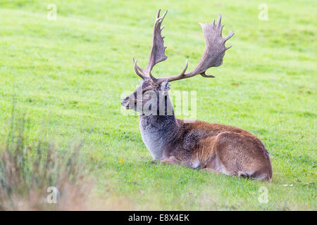 Damwild buck, kurz vor der Brunft beginnt, Margam Park Stockfoto