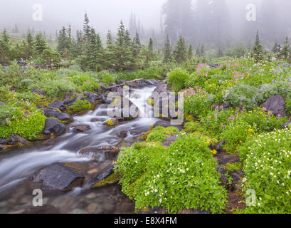 Mount Rainier Nationalpark, WA: Gelb und pink Monkey Flower, Lupine, Kreuzkraut und Baldrian blühen entlang der Gewässer von der Stockfoto