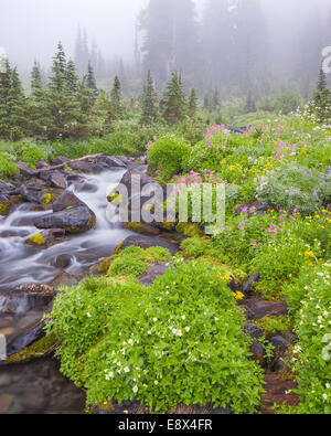 Mount Rainier Nationalpark, WA: Gelb und pink Monkey Flower, Lupine, Kreuzkraut und Baldrian blühen entlang der Gewässer von der Stockfoto