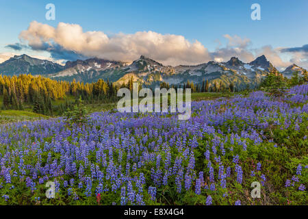 Mount Rainier Nationalpark, WA: Lupine (Lupinus Latifolius) Wiese mit Abend Wolken über die Tatoosh Range Stockfoto