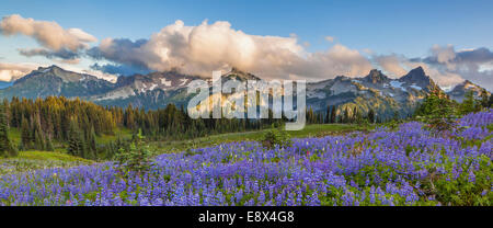 Mount Rainier Nationalpark, WA: Lupine (Lupinus Latifolius) Wiese mit Abend Wolken über die Tatoosh Range Stockfoto