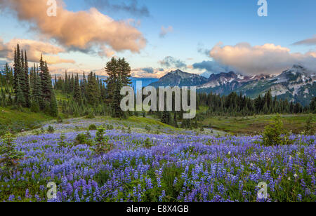 Mount Rainier Nationalpark, WA: Lupine (Lupinus Latifolius) Wiese mit Sonnenuntergang Wolken über die Tatoosh Range Stockfoto