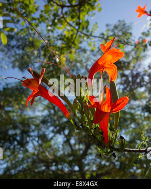 Bild der Blüte der Cape Honeysuckle, Tecomaria Capensis in Malta getroffen. Stockfoto