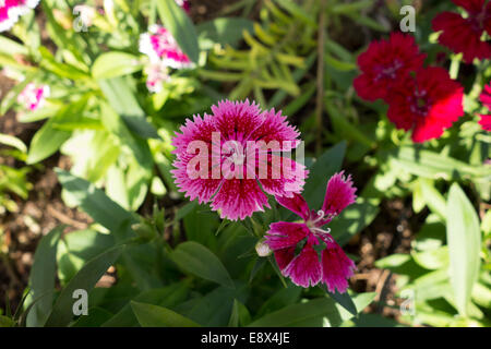 Nahaufnahme einer rosa Blume, Dianthus SP., aufgenommen in Malta. Stockfoto