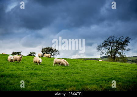 Herde von Schafen unter dem britischen Wetter Stockfoto