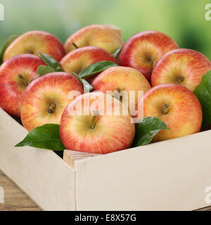 Frisch gepflückten Äpfel in einem hölzernen Kasten während der Ernte im Herbst Stockfoto