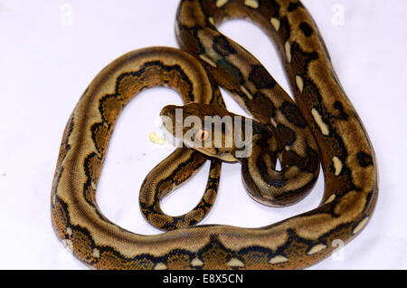 schöne Baby motley Mutation retikuliert Python (Python Reticulatus) im Terrarium Stockfoto