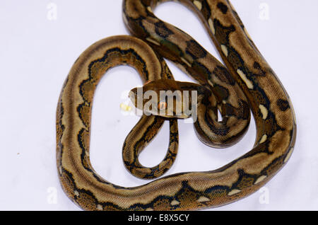 schöne Baby motley Mutation retikuliert Python (Python Reticulatus) im Terrarium Stockfoto