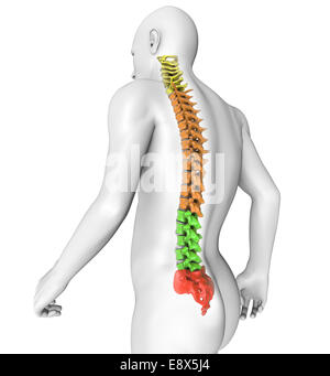 Menschliche Körper in 3D Wirbelsäule Anatomie Stockfoto