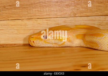 schöne Albino burmesischen Python (Python Bivittatus) schlafen im Terrarium Stockfoto