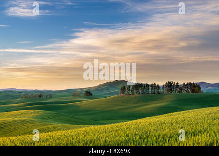 Whitman County, WA: Sonnenuntergang über die Hügel der Palouse region Stockfoto