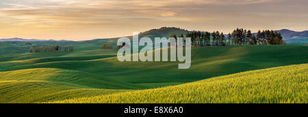 Whitman County, WA: Sonnenuntergang über die Hügel der Palouse region Stockfoto