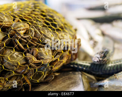 Beutel mit live Strandkrabben liegen neben Aale, zum Verkauf im Markt von Rialto in Venedig, Italien. Stockfoto