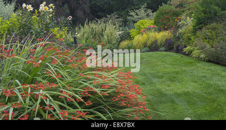 Maury-Vashon Island, WA: Orange Crocosmia blühen in einem Sommer Staudengarten Stockfoto