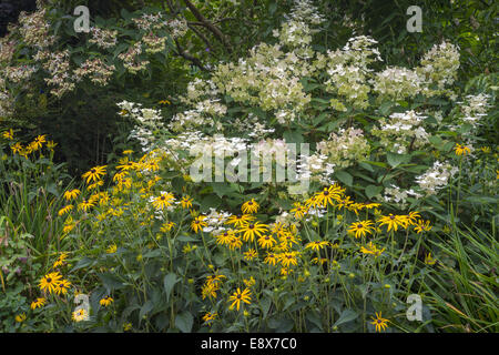 Maury-Vashon Island, WA: Rudbeckia und Hortensien blühen, detail Stockfoto