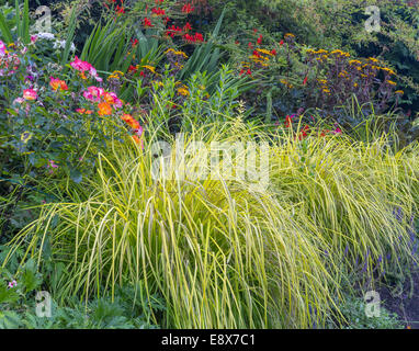 Maury-Vashon Island, WA: Gräser mit Rose und Crocosmia Blüten, detail Stockfoto