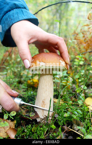 Hand mit Messer schneiden aus schönen KEP im Wald Stockfoto