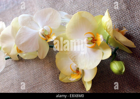 Zweig der Blüte Gelbe Orchidee auf dem Hintergrund der Entlassung Stockfoto