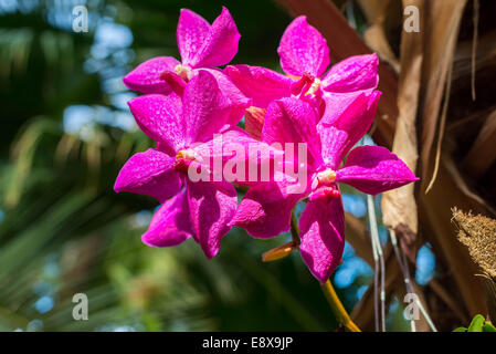 Eine wunderschöne Orchidee in das Rauminnere Stockfoto