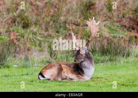 Damwild buck, kurz vor der Brunft beginnt, Margam Park Stockfoto