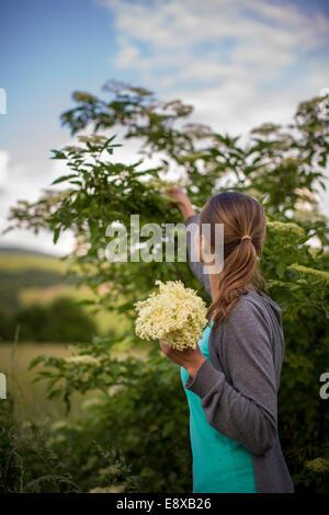 Junge Frau Kommissionierung Holunderblüten eine Infusion zu Hause machen Stockfoto