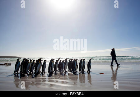 (141016)--VOLUNTEER POINT, 16. Oktober 2014 (Xinhua)--Datei Foto am 5. April 2012 zeigt eine Gruppe des Königs Pinguine an einem Strand in der Volunteer Point-Halbinsel, auf den Falklandinseln. Die Falkland-Inseln wurden als "Best Destination der Tierwelt und Natur" der "Reisebüros Choice Awards", organisiert von der britischen "Selling Travel Magazine" ausgezeichnet. Tourismus stellt fast 90 Prozent der Inseln Wirtschaft. In den letzten Jahren, den Inseln zwischen 40 und 60 000 Passagiere jährlich, vertritt eine wirtschaftliche Spill approximatedly 12 Millionen US-Dollar, accordi Stockfoto