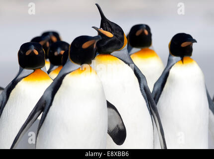 (141016)--VOLUNTEER POINT, 16. Oktober 2014 (Xinhua)--Datei Foto am 5. April 2012 zeigt eine Gruppe des Königs Pinguine an einem Strand in der Volunteer Point-Halbinsel, auf den Falklandinseln. Die Falkland-Inseln wurden als "Best Destination der Tierwelt und Natur" der "Reisebüros Choice Awards", organisiert von der britischen "Selling Travel Magazine" ausgezeichnet. Tourismus stellt fast 90 Prozent der Inseln Wirtschaft. In den letzten Jahren gewähren die Inseln zwischen 40 und 60 000 Passagiere jährlich, vertritt eine wirtschaftliche Spill approximatedly 12 Millionen US-Dollar Stockfoto