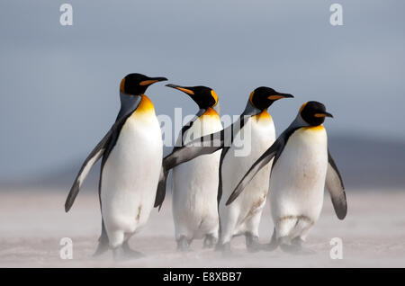 (141016)--VOLUNTEER POINT, 16. Oktober 2014 (Xinhua)--Datei Foto am 5. April 2012 zeigt eine Gruppe des Königs Pinguine an einem Strand in der Volunteer Point-Halbinsel, auf den Falklandinseln. Die Falkland-Inseln wurden als "Best Destination der Tierwelt und Natur" der "Reisebüros Choice Awards", organisiert von der britischen "Selling Travel Magazine" ausgezeichnet. Tourismus stellt fast 90 Prozent der Inseln Wirtschaft. In den letzten Jahren, den Inseln zwischen 40 und 60 000 Passagiere jährlich, vertritt eine wirtschaftliche Spill approximatedly 12 Millionen US-Dollar, accordi Stockfoto