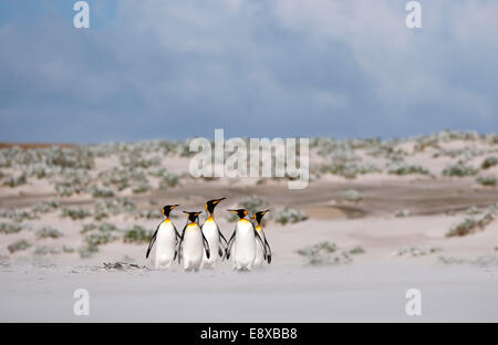 (141016)--VOLUNTEER POINT, 16. Oktober 2014 (Xinhua)--Datei Foto am 5. April 2012 zeigt eine Gruppe des Königs Pinguine an einem Strand in der Volunteer Point-Halbinsel, auf den Falklandinseln. Die Falkland-Inseln wurden als "Best Destination der Tierwelt und Natur" der "Reisebüros Choice Awards", organisiert von der britischen "Selling Travel Magazine" ausgezeichnet. Tourismus stellt fast 90 Prozent der Inseln Wirtschaft. In den letzten Jahren, den Inseln zwischen 40 und 60 000 Passagiere jährlich, vertritt eine wirtschaftliche Spill approximatedly 12 Millionen US-Dollar, accordi Stockfoto