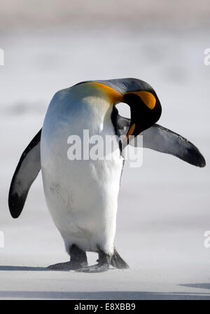 (141016)--VOLUNTEER POINT, 16. Oktober 2014 (Xinhua)--Datei Foto am 5. April 2012 zeigt einen König Pinguine an einem Strand in der Volunteer Point-Halbinsel, auf den Falklandinseln. Die Falkland-Inseln wurden als "Best Destination der Tierwelt und Natur" der "Reisebüros Choice Awards", organisiert von der britischen "Selling Travel Magazine" ausgezeichnet. Tourismus stellt fast 90 Prozent der Inseln Wirtschaft. In den letzten Jahren, den Inseln zwischen 40 und 60 000 Passagiere jährlich, vertritt eine wirtschaftliche Spill approximatedly 12 Millionen US-Dollar, nach der Stockfoto