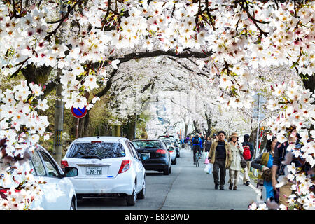 Präfektur Shiga, Japan - Apr 15, 2015:Takashima, Shiga Präfektur Makino Stadt Kaizu, Kaizu Osaki Riff Gebiet, das verdrängt wurde Stockfoto