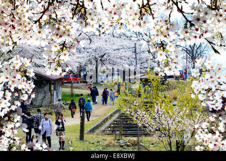 Präfektur Shiga, Japan - Apr 15, 2015:Takashima, Shiga Präfektur Makino Stadt Kaizu, Kaizu Osaki Riff Gebiet, das verdrängt wurde Stockfoto