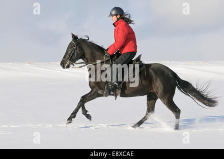 Junge Reiter auf Rückseite des Paso Fino Pferd im Galopp im Schnee Stockfoto