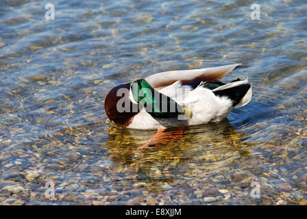 Ente auf dem Wasser - Hygiene Stockfoto