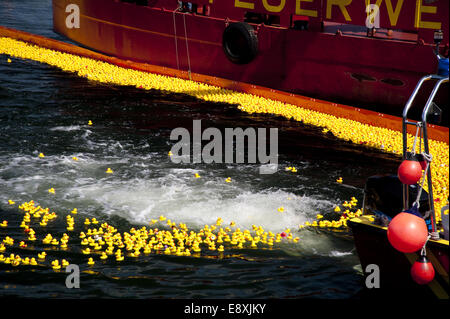 Entenrennen Stockfoto