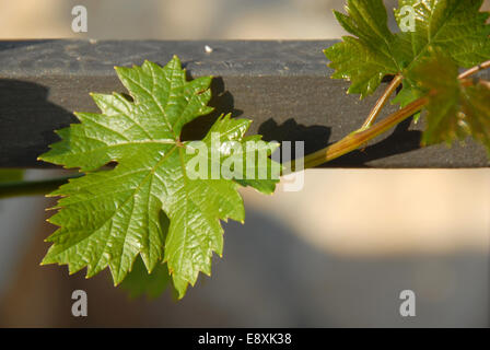 Wachsende Rebe Pflanze closeup Stockfoto
