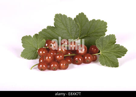 Johannisbeeren Stockfoto