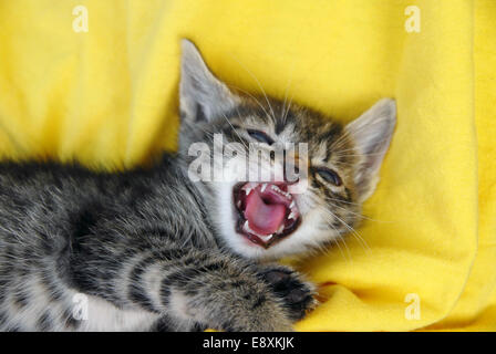 Baby Katze Porträt Stockfoto