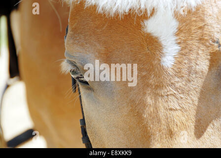 Pferd Auge closeup Stockfoto