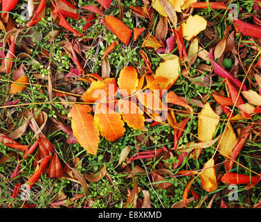 Blätter im Herbst Stockfoto