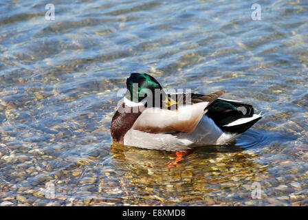 Ente auf dem Wasser - Hygiene Stockfoto