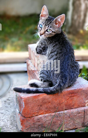 Junge Katze liegend auf Ziegel im Hof Stockfoto