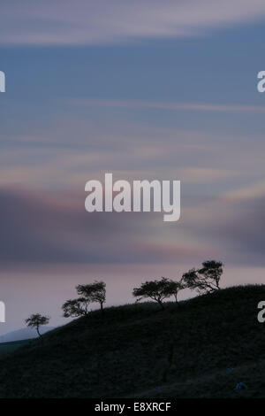 Klein, verwehten Bäume gegen bunte Himmel bei Sonnenuntergang auf exponierten Hang Silhouette - malerische Landschaft in der Nähe von Malham, North Yorkshire, England, UK. Stockfoto