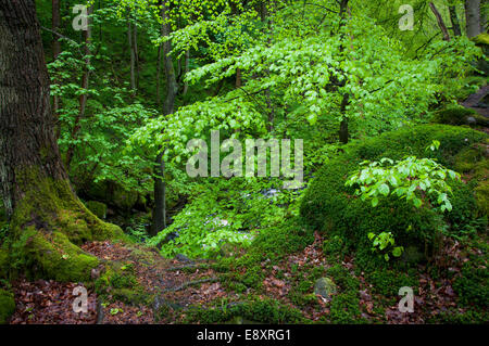 Earl Sommer grün in Padley Schlucht, Peak District, Derbyshire, England Stockfoto