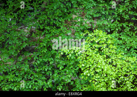 Blick hinunter auf frischen neuen Buche Laub in Padley Gorge, Derbyshire Stockfoto