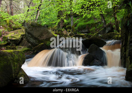 Kleiner Wasserfall in Padley Gorge im Sommer, Peak District, Derbyshire Stockfoto
