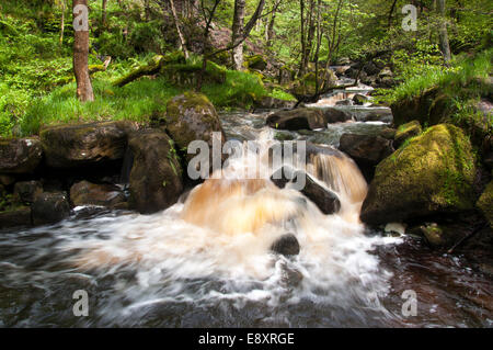 Kleiner Wasserfall in Padley Gorge im Sommer, Peak District, Derbyshire Stockfoto