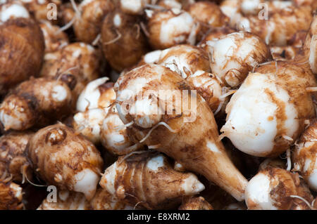 Taro-Wurzeln, essbare stärkehaltige knollenartige Wurzel des Taro Pflanzen Stockfoto